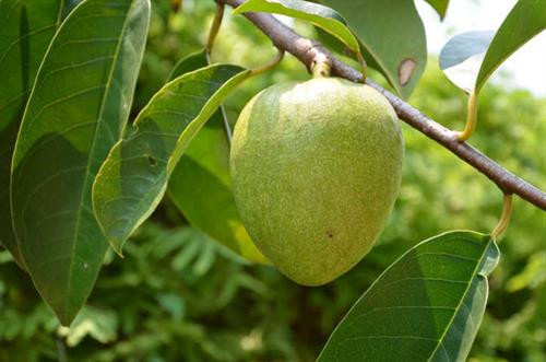 Khám phá bất ngờ về cây bình bát phổ biến ở Nam Bộ ảnh 1