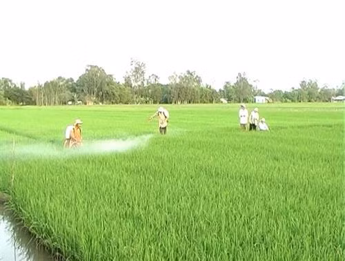 Sử dụng chế phẩm nấm xanh giảm hơn 80% chi phí trừ rầy nâu. Ảnh:mard.gov.vn