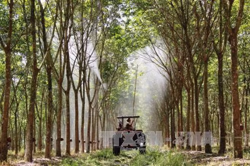 Nông dân xã Phước Vinh, huyện Châu Thành, tỉnh Tây Ninh phun thuốc phòng trừ bệnh nấm hồng trên cây cao su. Ảnh: Lê Đức Hoảnh - TTXVN Nông dân xã Phước Vinh, huyện Châu Thành, tỉnh Tây Ninh phun thuốc phòng trừ bệnh nấm hồng trên cây cao su. Ảnh: Lê Đức Hoảnh - TTXVN