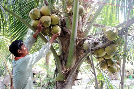 Nhờ thực hiện tốt công tác chuyển đổi cơ cấu cây trồng mà thu nhập của người dân thành phố Vị Thanh không ngừng được nâng lên. Nhờ thực hiện tốt công tác chuyển đổi cơ cấu cây trồng mà thu nhập của người dân thành phố Vị Thanh không ngừng được nâng lên.