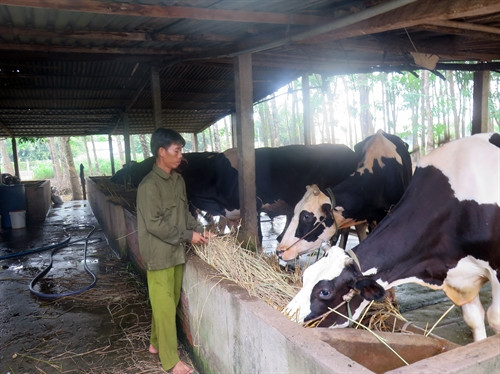 Anh Lê Văn Ngây, xã Tân Thạnh Đông, huyện Củ Chi chăm sóc đàn bò