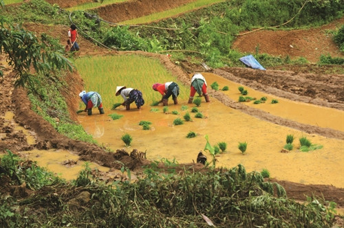 Trưởng bản Chang A Kỷ đã tích cực vận động bà con thay đổi cách gieo trồng lúa, ngô làm sao để năng suất cao và ổn định