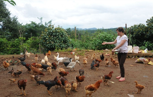 Gia đình bà Đinh Thị Hiền nuôi gà J-Dabaco mang lại thu nhập cao Gia đình bà Đinh Thị Hiền nuôi gà J-Dabaco mang lại thu nhập cao