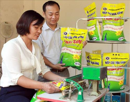 Đóng gói sản phẩm Nếp cái hoa vàng Thái Sơn. Ảnh: Đồng Thúy-TTXVN