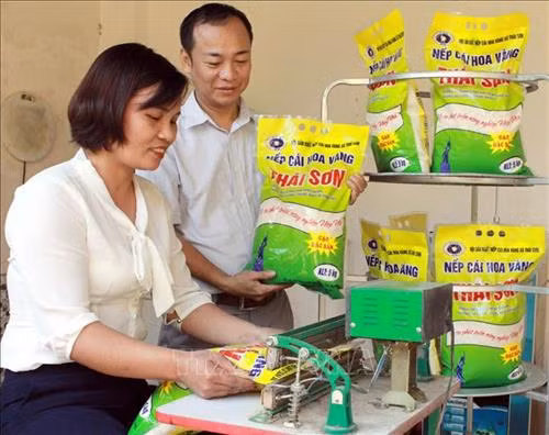 Đóng gói sản phẩm Nếp cái hoa vàng Thái Sơn. Ảnh: Đồng Thúy-TTXVN Đóng gói sản phẩm Nếp cái hoa vàng Thái Sơn. Ảnh: Đồng Thúy-TTXVN