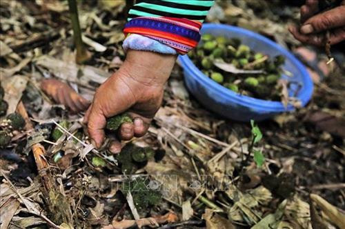Quả sa nhân mọc ngay dưới gốc cây, dễ thu hoạch. Ảnh: Phan Tuấn Anh - TTXVN Quả sa nhân mọc ngay dưới gốc cây, dễ thu hoạch. Ảnh: Phan Tuấn Anh - TTXVN