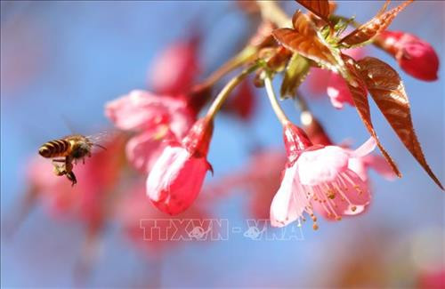 Hoa Tớ Dày có một vẻ đẹp riêng và quyến rũ. Ảnh: Tuấn Anh - TTXVN Hoa Tớ Dày có một vẻ đẹp riêng và quyến rũ. Ảnh: Tuấn Anh - TTXVN