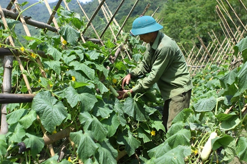 Mô hình trồng dưa leo với giống bản địa đặc trưng của người Thái được triển khai tại xã Hữu Kiệm phát triển tốt Mô hình trồng dưa leo với giống bản địa đặc trưng của người Thái được triển khai tại xã Hữu Kiệm phát triển tốt