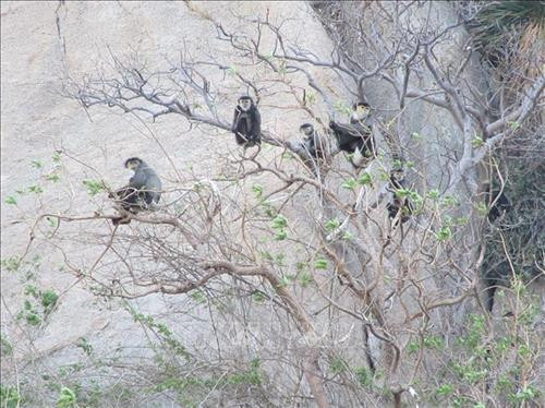 Voọc chà vá chân đen xuất hiện tại khu vực rừng phòng hộ ven biển huyện Thuận Nam, Ninh Thuận. Ảnh: Nguyễn Thành – TTXVN Voọc chà vá chân đen xuất hiện tại khu vực rừng phòng hộ ven biển huyện Thuận Nam, Ninh Thuận. Ảnh: Nguyễn Thành – TTXVN