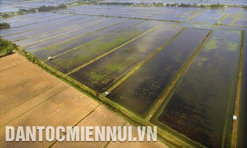 Mô hình nuôi tôm trên nền đất lúa của một nông hộ thuộc HTX Nông nghiệp Bào Trâm (Nam Yên, An Biên) với lằn ranh kênh thủy lợi phân định giữa hai vùng chuyển đổi