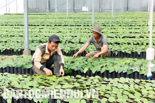 Ươm cây hồ tiêu giống tại Công ty Olam ở xã Ia Le, huyện Chư Pưh. Ảnh: Đức Thụy Chăm sóc hồ tiêu theo hướng hữu cơ, hạn chế thuốc bảo vệ thực vật. Ảnh: Đức Thụy Sử dụng phân hữu cơ vi sinh, hệ thống tưới tiết kiệm, có lưới che nắng vào mùa khô giúp vườn cà phê đảm bảo chất lượng. Ảnh: Hồng Điệp