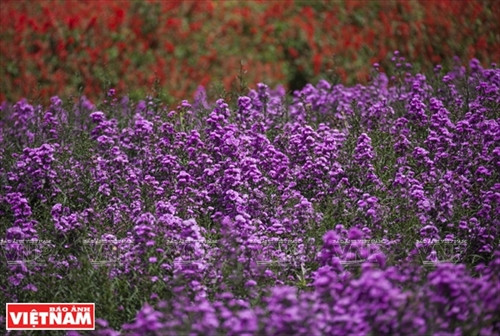 Đến hồ Than Thở nghe "đồi thông kể chuyện tình buồn" ảnh 13