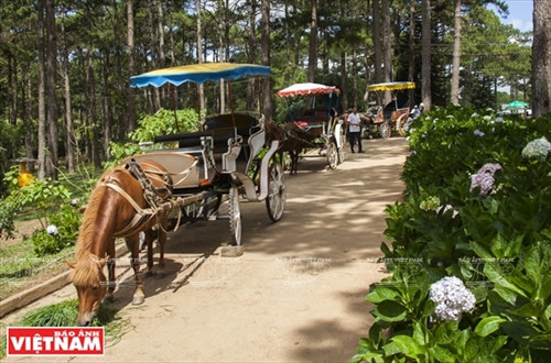 Đến hồ Than Thở nghe "đồi thông kể chuyện tình buồn" ảnh 4