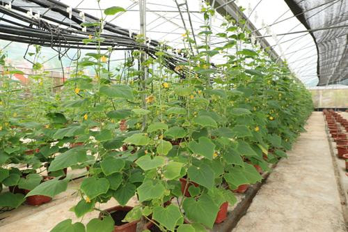 Hà Nội khai trương khu sinh thái nông nghiệp công nghệ cao ảnh 6