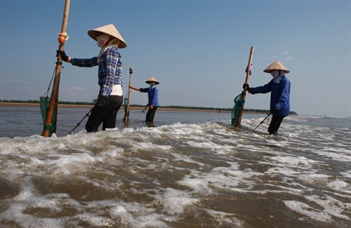 Không ít phụ nữ cũng tham gia vào công việc này Không ít phụ nữ cũng tham gia vào công việc này
