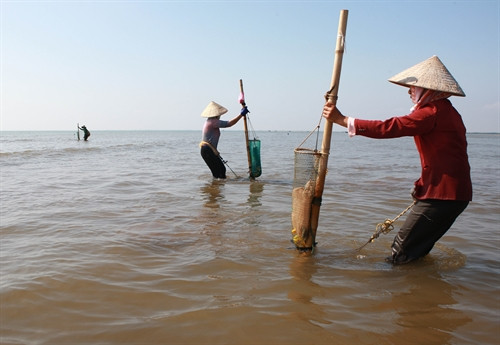 Người dân cào ngao tự nhiên tại vùng biển xã Giao Hải, huyện Giao Thủy, tỉnh Nam Định. Người dân cào ngao tự nhiên tại vùng biển xã Giao Hải, huyện Giao Thủy, tỉnh Nam Định.