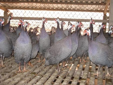 Ảnh minh họa. Nguồn: internet Ảnh minh họa. Nguồn: internet