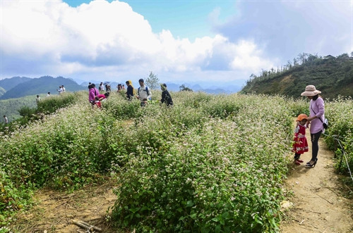 Du khách tham quan vườn hoa tam giác mạch. Du khách tham quan vườn hoa tam giác mạch.