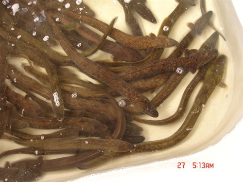 Giống cá chình bông vàng đang được nuôi nhiều ở các tỉnh ĐBSCL