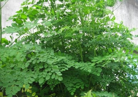 Cây chùm ngây không chỉ làm cảnh, lấy rau ăn mà còn là cây dược liệu quý. Ảnh: vietq.vn Cây chùm ngây không chỉ làm cảnh, lấy rau ăn mà còn là cây dược liệu quý. Ảnh: vietq.vn