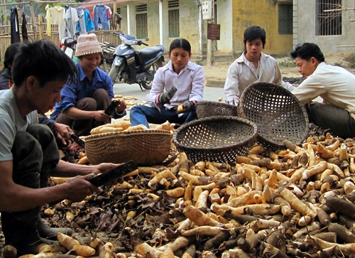 Người dân ở xã Kim Bình đang thu hoạch sắn. Ảnh: Quang Đán- TTXVN