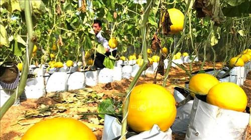 Sản phẩm dưa Kim Hoàng Hậu trồng trong nhà màng của anh Trịnh Như Lực, thôn Xuân Lập, xã Ngọc Phụng, huyện miền núi Thường Xuân. Ảnh: Nguyễn Nam-TTXVN