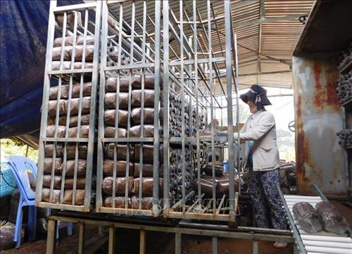 Ủ phôi nấm trước với nhiệt độ phù hợp trước khi cấy tạo men nấm. Ảnh: Phan Sáu – TTXVN Ủ phôi nấm trước với nhiệt độ phù hợp trước khi cấy tạo men nấm. Ảnh: Phan Sáu – TTXVN