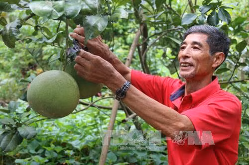 Chăm sóc vườn bưởi da xanh tại một hộ dân ở huyện Chợ Gạo, Tiền Giang. Ảnh: Minh Trí/TTXVN Chăm sóc vườn bưởi da xanh tại một hộ dân ở huyện Chợ Gạo, Tiền Giang. Ảnh: Minh Trí/TTXVN