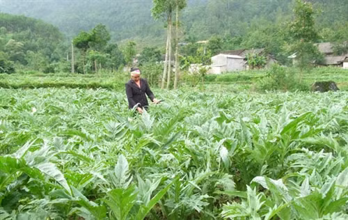 Ảnh minh họa. Nguồn: internet