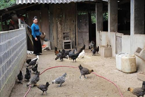 Gia đình bà Lường Thị Châm, thôn Lừu 2, xã Hát Lừu, huyện Trạm Tấu, phát triển mô hình chăn nuôi gà đen. Ảnh: Đức Tưởng – TTXVN Gia đình bà Lường Thị Châm, thôn Lừu 2, xã Hát Lừu, huyện Trạm Tấu, phát triển mô hình chăn nuôi gà đen. Ảnh: Đức Tưởng – TTXVN