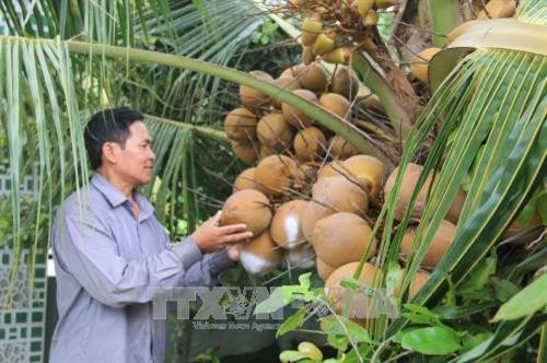 Trồng dừa xiêm đỏ là cách làm hay của nhiều nông dân, cư ngụ tại xã Tân Mỹ Chánh, thành phố Mỹ Tho, tỉnh Tiền Giang. Ảnh: Minh Trí - TTXVN Trồng dừa xiêm đỏ là cách làm hay của nhiều nông dân, cư ngụ tại xã Tân Mỹ Chánh, thành phố Mỹ Tho, tỉnh Tiền Giang. Ảnh: Minh Trí - TTXVN