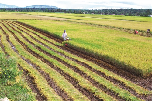 Từ một vùng đất khô cằn, Phú Thiện nay đã hồi sinh, trở thành một vựa lúa trọng điểm của Tây Nguyên