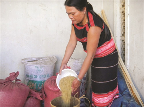 Xây dựng thành công thương hiệu gạo Phú Thiện sẽ góp phần mang lại nguồn thu nhập ổn định cho đồng bào nơi đây