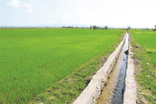 Mô hình cánh đồng một giống đang được triển khai hiệu quả ở vùng lúa Phú Thiện