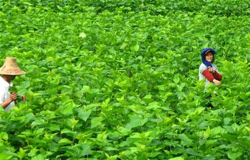 Cánh đồng dâu giống mới của gia đình ông Nguyễn Văn Và, xóm Phiêng Mòn, xã Cô Ba (Bảo Lạc). Cánh đồng dâu giống mới của gia đình ông Nguyễn Văn Và, xóm Phiêng Mòn, xã Cô Ba (Bảo Lạc).