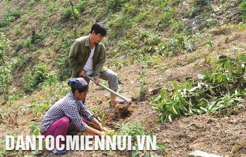 Cán bộ xã Trung Sơn, huyện Yên Sơn giao đất, giao rừng cho bà con dân tộc Vợ chồng anh Ngô Văn Khánh, người dân tộc Mông ở thôn Đồng Mộc, xã Trung Sơn, huyện Yên Sơn đã thoát nghèo nhờ tham gia trồng rừng