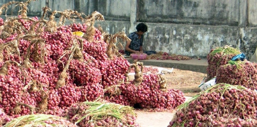 Phân loại hành sau khi thu hoạch.