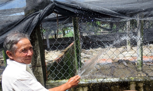 Ông Nguyễn Thanh Phong đang tắm cho đàn cá sấu