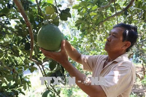 Nông dân Bến Tre chăm sóc bưởi da xanh. Ảnh: Huỳnh Phúc Hậu - TTXVN