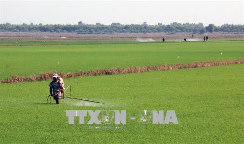 Nông dân huyện Hòn Đất (Kiên Giang) chăm sóc lúa Ảnh: Lê Huy Hải - TTXVN