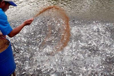 Ao ương cá tra bột, cá tra giống của Trung tâm giống thủy sản An Giang đạt tiêu chuẩn Global GAP. Ảnh: Duy Khương – TTXVN Ao ương cá tra bột, cá tra giống của Trung tâm giống thủy sản An Giang đạt tiêu chuẩn Global GAP. Ảnh: Duy Khương – TTXVN