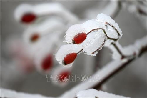 Chùm ảnh phong cảnh tuyết rơi tại Trung Quốc ảnh 6 Chùm ảnh phong cảnh tuyết rơi tại Trung Quốc ảnh 6