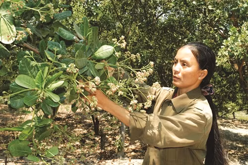 Tỉnh Bình Thuận thường xuyên hỗ trợ chuyển giao kỹ thuật trồng điều cho đồng bào Tỉnh Bình Thuận thường xuyên hỗ trợ chuyển giao kỹ thuật trồng điều cho đồng bào