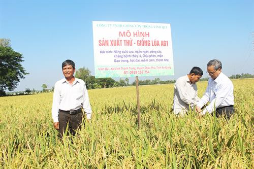 Giống lúa AG1 hay còn gọi là giống An Giang 1 được lai tạo từ giống lúa OM 6932 và giống HD1. Ảnh : baoangiang.com.vn Giống lúa AG1 hay còn gọi là giống An Giang 1 được lai tạo từ giống lúa OM 6932 và giống HD1. Ảnh : baoangiang.com.vn