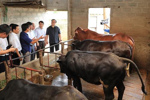 Bí thư Thành ủy Hà Nội Hoàng Trung Hải thăm mô hình chăn nuôi bò BBB của gia đình anh Vũ Kim Tuyền ở xã Thuần Mỹ, huyện Ba Vì (Hà Nội). Phó Bí thư Thường trực Thành ủy Hà Nội Ngô Thị Thanh Hằng thăm mô hình chăn nuôi Trang trại Xanh tại xã Lệ Chi, huyện Gia Lâm (Hà Nội).