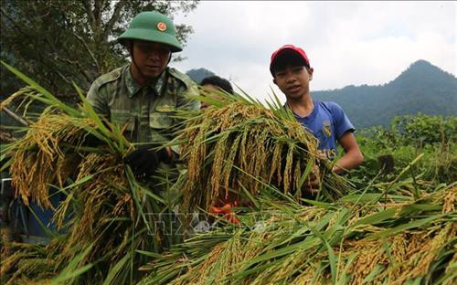 Chiến sỹ Đồn Biên phòng Cà Xèng cùng đồng bào Rục tại xã Thượng Hóa, huyện Minh Hóa thu hoạch lúa trên cách đồng Rục Làn. Ảnh: TTXVN