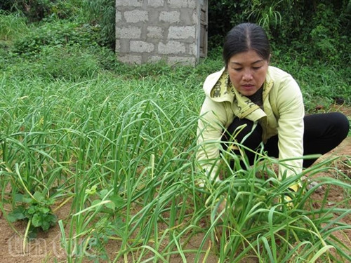 Vẻ đẹp đảo Lý Sơn ảnh 6