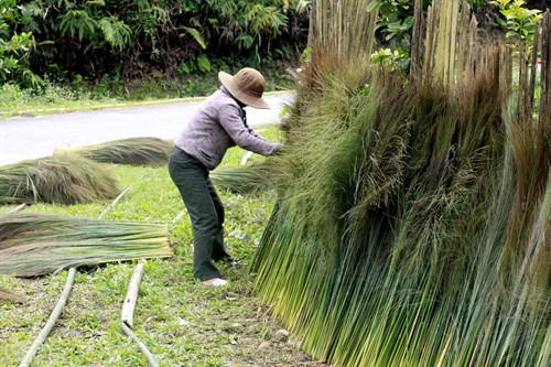 Đót được phơi trải dài dọc theo đường cái chính. Đót được phơi trải dài dọc theo đường cái chính.