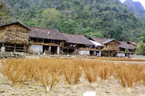 Ngoài sàn nhà, ruộng là nơi được tận dụng triệt để sau mùa gặt để làm diện tích phơi hương. Ngoài sàn nhà, ruộng là nơi được tận dụng triệt để sau mùa gặt để làm diện tích phơi hương.