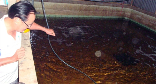 Ông Võ Văn Út sau chuyền tham quan Hàn Quốc, Nhật Bàn và với sự trợ giúp kỹ thuật của Trung tâm Thỷ sản III đã ươm giống cá Chình thành công